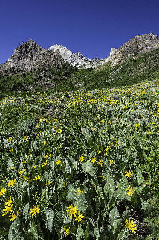 Wyethia mollis是紫菀科中的一种花，俗称毛骡耳。内华达山脉东侧，因约国家森林，麦吉溪峡谷，Mono县，加利福尼亚州。